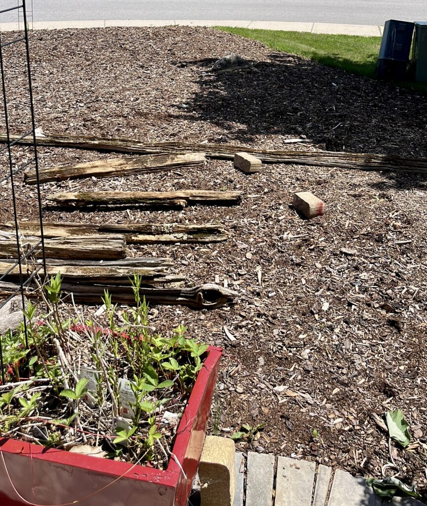 Cedar fence