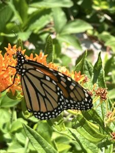 Monarch butterfly on Butterfly Milkweed
