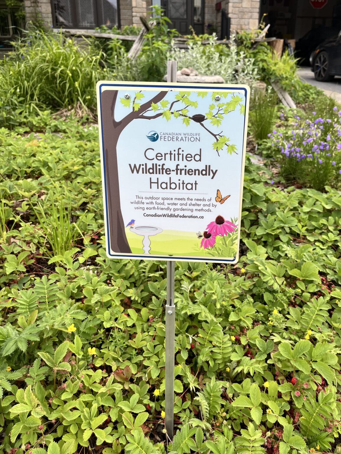 CWF Certified Garden, woodland strawberries, harebells